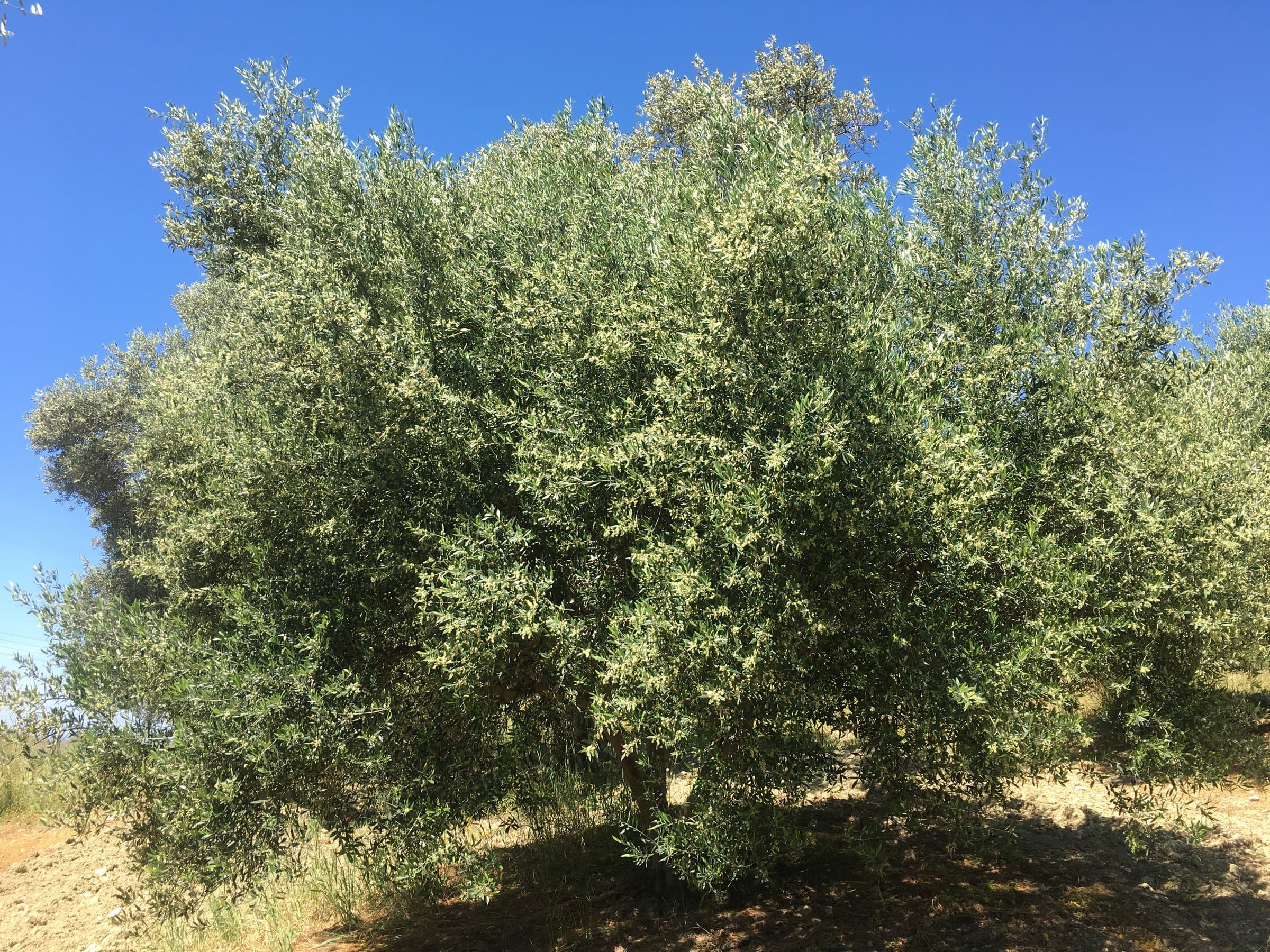 Επίπεδο Αγροτεμάχιο 1.050 τ.μ. με 24 Ελαιόδεντρα & Θέα σε Βουνό & Δάσος, φωτογραφία 2