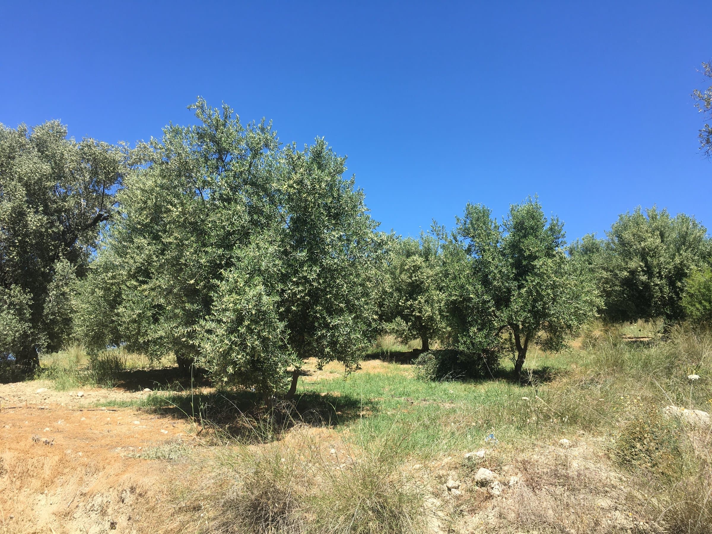 Επίπεδο Αγροτεμάχιο 1.050 τ.μ. με 24 Ελαιόδεντρα & Θέα σε Βουνό & Δάσος, φωτογραφία 1