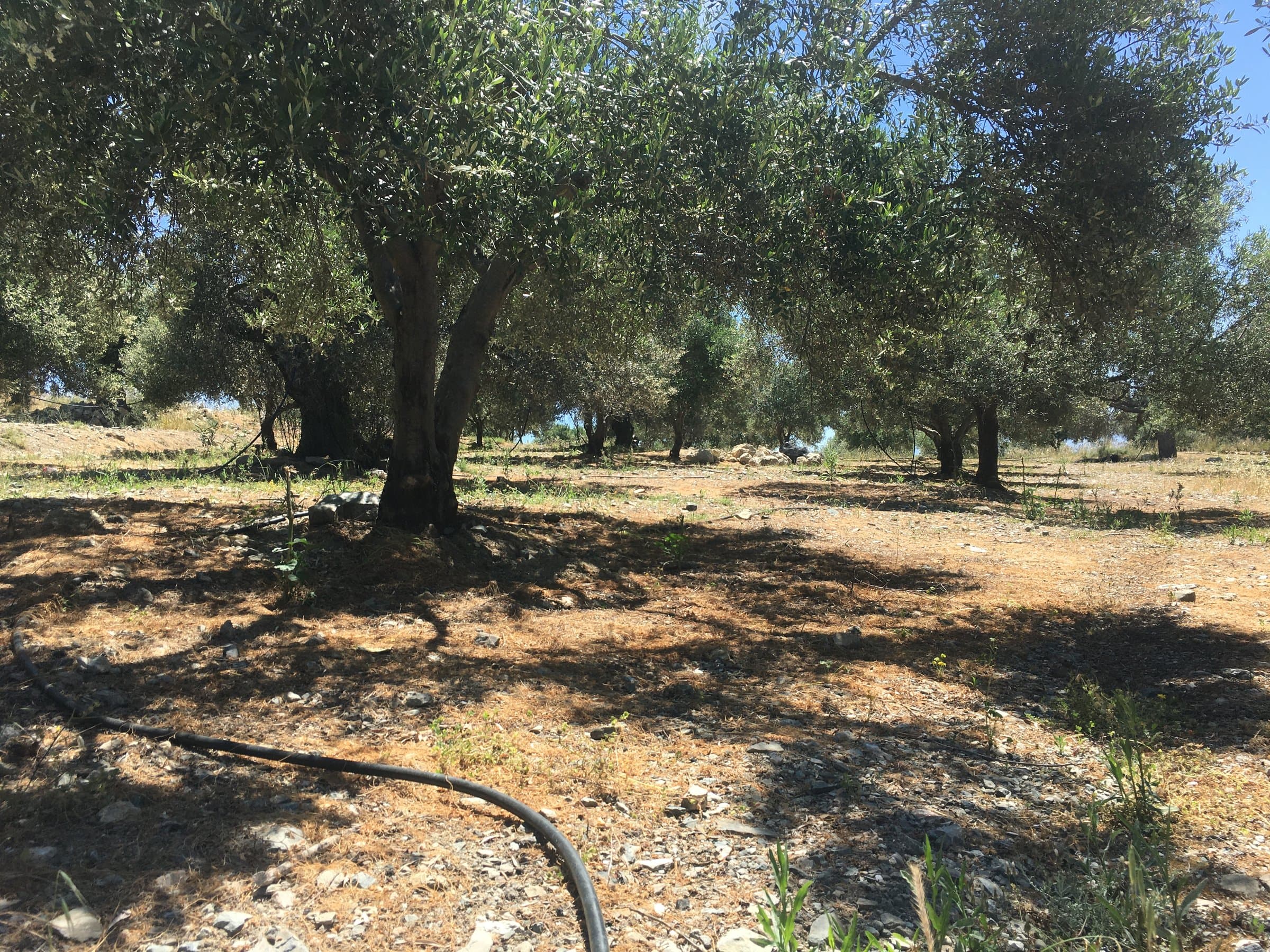 Επίπεδο Αγροτεμάχιο 2.010 τ.μ. με Ελαιόδεντρα στη Γαλιά (Θέση Μαυροκεφάλα) – 7.100€