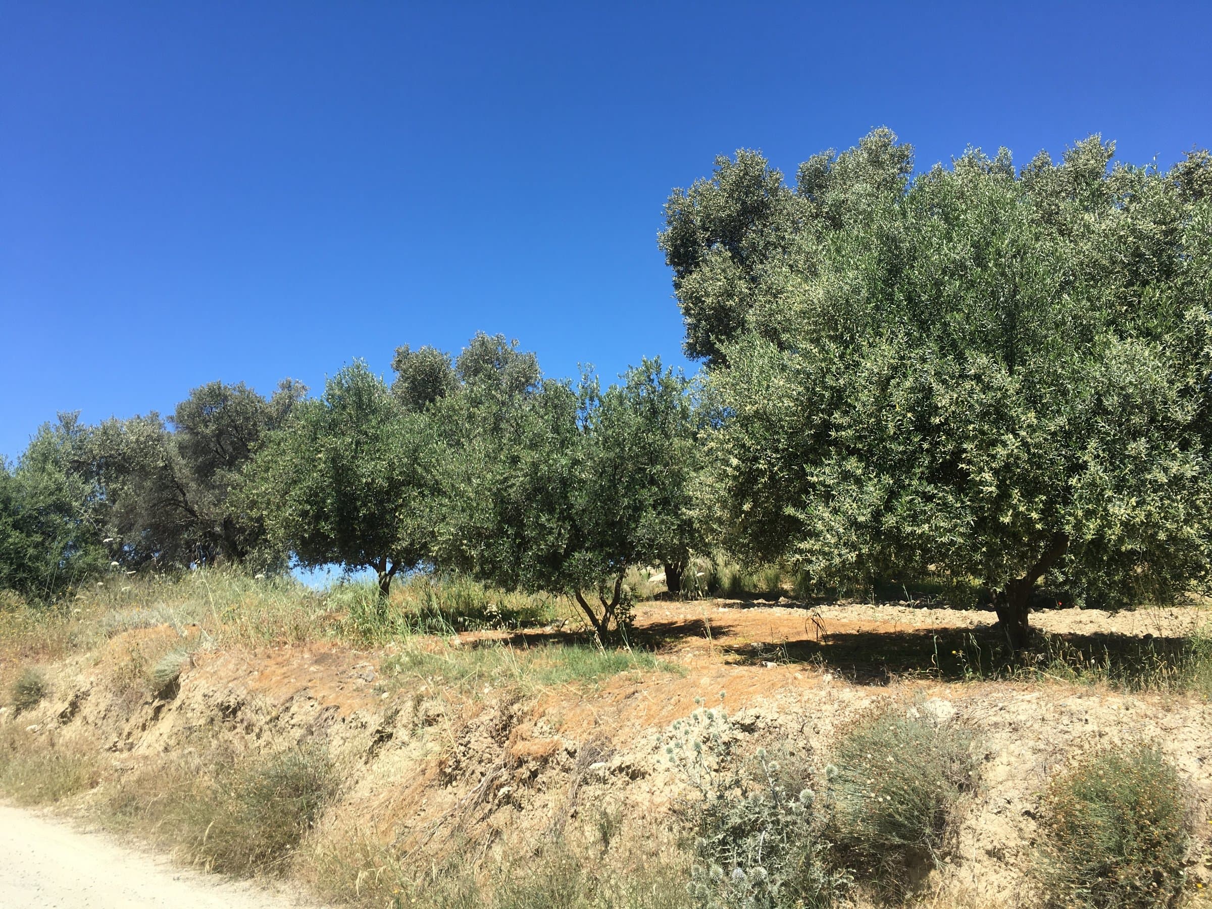 Επίπεδο Αγροτεμάχιο 1.050 τ.μ. με 24 Ελαιόδεντρα & Θέα σε Βουνό & Δάσος